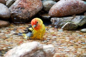 Western Tanager bathing 11